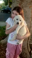 Johnny , a male Labrador Retriever for sale in Los Angeles, CA – 1 of 2