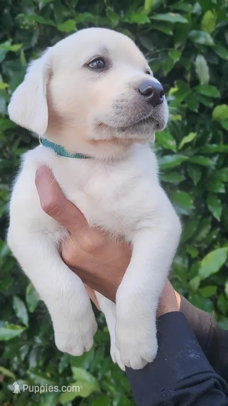 Green – Labrador Retriever puppy for sale in Los Angeles, CA