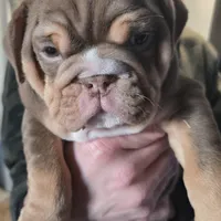 ROYALTY , a female English Bulldog for sale in Oklahoma City, OK – Photo 4 of 4