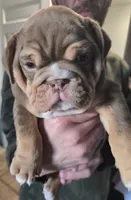 ROYALTY , a female English Bulldog for sale in Oklahoma City, OK – Photo 4 of 4