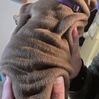 ROYALTY , a female English Bulldog for sale in Oklahoma City, OK – Photo 1 of 4