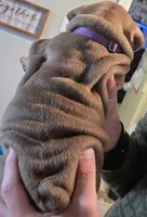 ROYALTY , a female English Bulldog for sale in Oklahoma City, OK – Photo 1 of 4