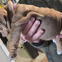 ROYALTY , a female English Bulldog for sale in Oklahoma City, OK – Photo 2 of 4