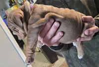 ROYALTY , a female English Bulldog for sale in Oklahoma City, OK – Photo 2 of 4