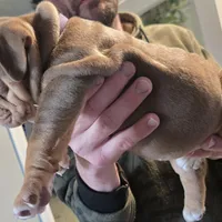 ROYALTY , a female English Bulldog for sale in Oklahoma City, OK – Photo 3 of 4