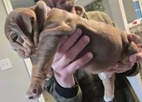 ROYALTY , a female English Bulldog for sale in Oklahoma City, OK – Photo 3 of 4