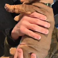 BUGATTI, a male English Bulldog for sale in Oklahoma City, OK – Photo 1 of 3