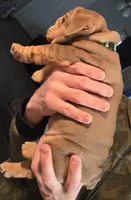 BUGATTI, a male English Bulldog for sale in Oklahoma City, OK – Photo 1 of 3