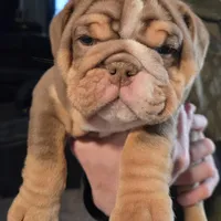 BUGATTI, a male English Bulldog for sale in Oklahoma City, OK – Photo 3 of 3