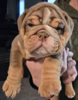 BUGATTI, a male English Bulldog for sale in Oklahoma City, OK – Photo 3 of 3