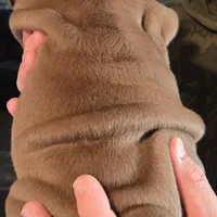 BUGATTI, a male English Bulldog for sale in Oklahoma City, OK – Photo 2 of 3