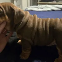 Pandora , a female English Bulldog for sale in Oklahoma City, OK – Photo 2 of 2