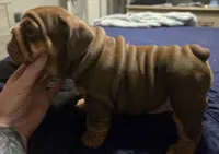 Pandora , a female English Bulldog for sale in Oklahoma City, OK – Photo 2 of 2