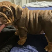 Pandora , a female English Bulldog for sale in Oklahoma City, OK – Photo 1 of 2