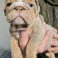 XERO, a male English Bulldog for sale in Oklahoma City, OK – Photo 3 of 3