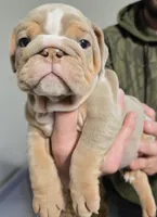 XERO, a male English Bulldog for sale in Oklahoma City, OK – Photo 3 of 3