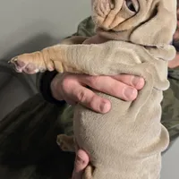 XERO, a male English Bulldog for sale in Oklahoma City, OK – Photo 2 of 3