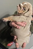 XERO, a male English Bulldog for sale in Oklahoma City, OK – Photo 2 of 3