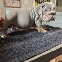 XERO, a male English Bulldog for sale in Oklahoma City, OK – Photo 1 of 3