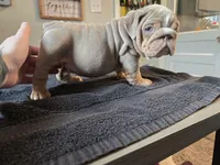 XERO, a male English Bulldog for sale in Oklahoma City, OK – Photo 1 of 3