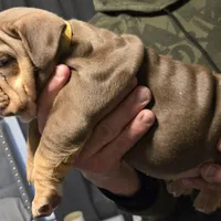 BOUGEE, a female English Bulldog for sale in Oklahoma City, OK – Photo 1 of 3