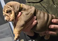 BOUGEE, a female English Bulldog for sale in Oklahoma City, OK – Photo 1 of 3