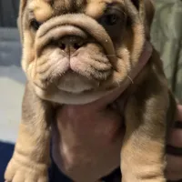 BOUGEE, a female English Bulldog for sale in Oklahoma City, OK – Photo 3 of 3