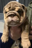 BOUGEE, a female English Bulldog for sale in Oklahoma City, OK – Photo 3 of 3