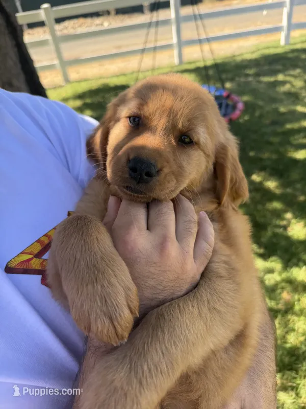 Pink – Golden Retriever puppy for sale in Galt, CA