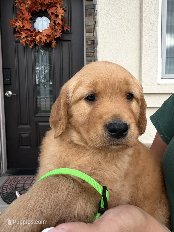 Light Green – Golden Retriever puppy for sale in Galt, CA