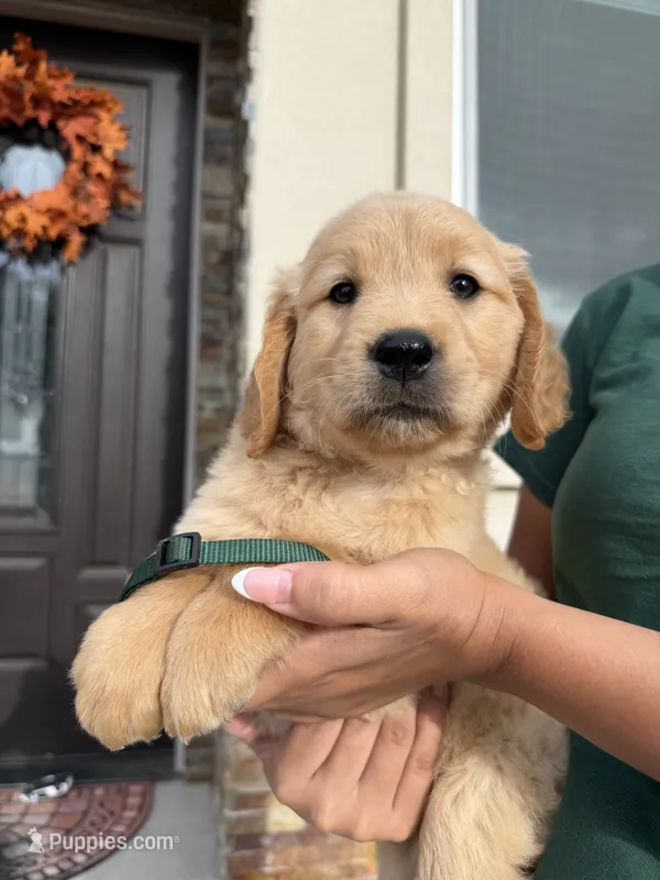 Dark Green – Golden Retriever puppy for sale in Galt, CA