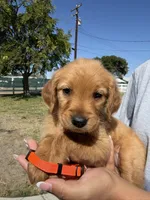 Orange, a female Golden Retriever for sale in Galt, CA – 1 of 1