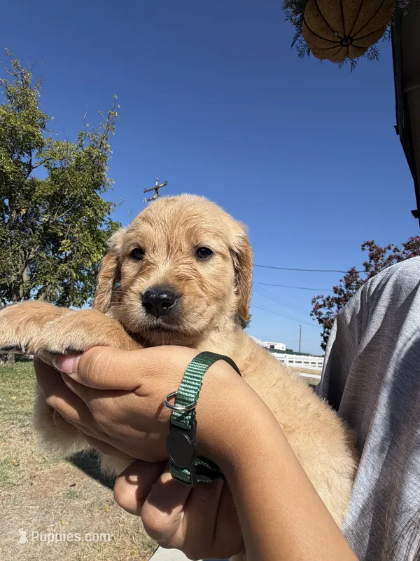 Green – Golden Retriever puppy for sale in Galt, CA