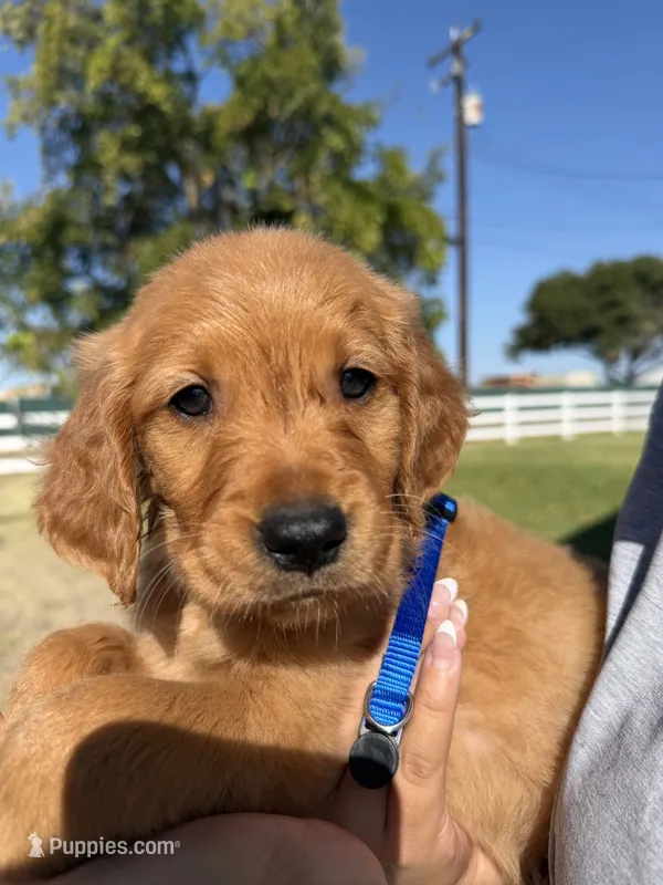 Blue – Golden Retriever puppy for sale in Galt, CA