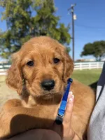 Blue, a male Golden Retriever for sale in Galt, CA – 1 of 1