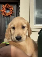 Neon , a female Golden Retriever for sale in Galt, CA – 2 of 2