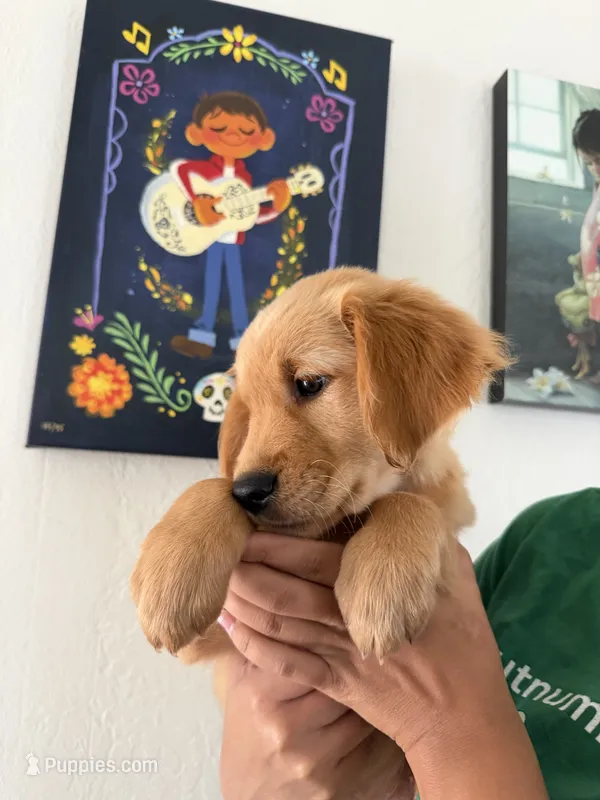 Yellow – Golden Retriever puppy for sale in Galt, CA