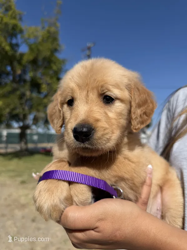 Purple – Golden Retriever puppy for sale in Galt, CA