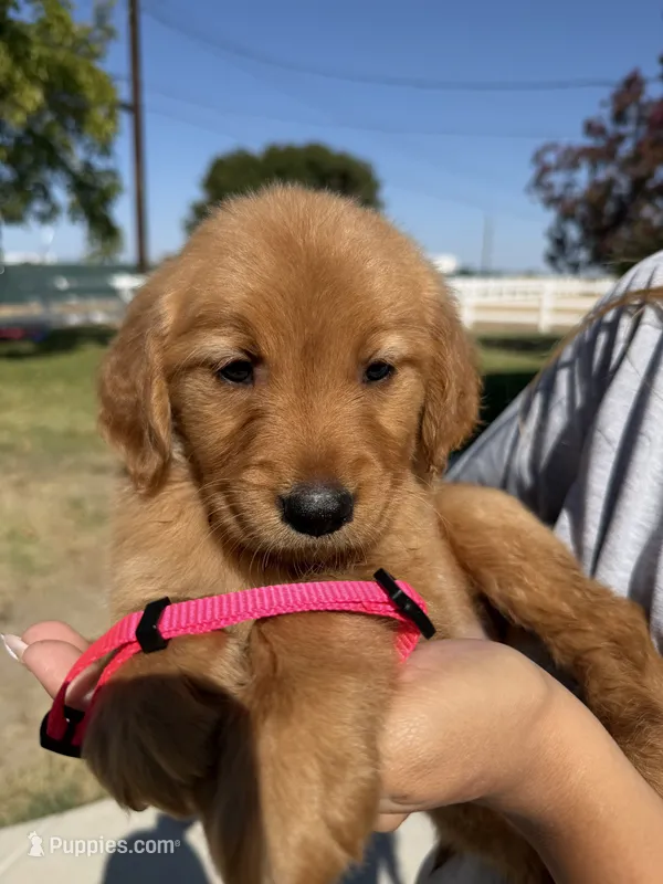 Pink – Golden Retriever puppy for sale in Galt, CA