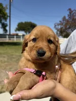Pink, a female Golden Retriever for sale in Galt, CA – 2 of 2