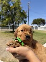 Light Green, a male Golden Retriever for sale in Galt, CA – 2 of 2