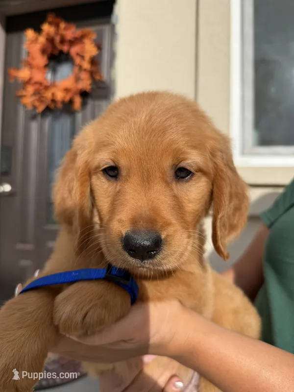 Blue – Golden Retriever puppy for sale in Galt, CA