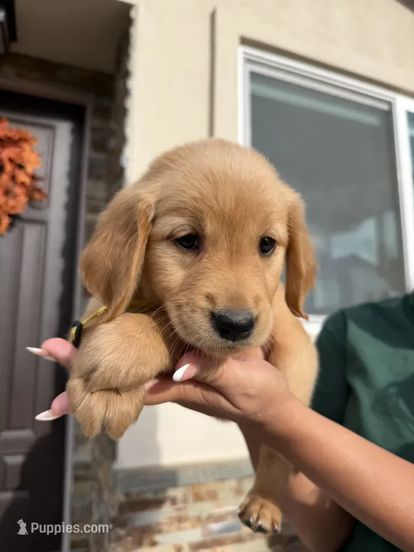 Yellow – Golden Retriever puppy for sale in Galt, CA