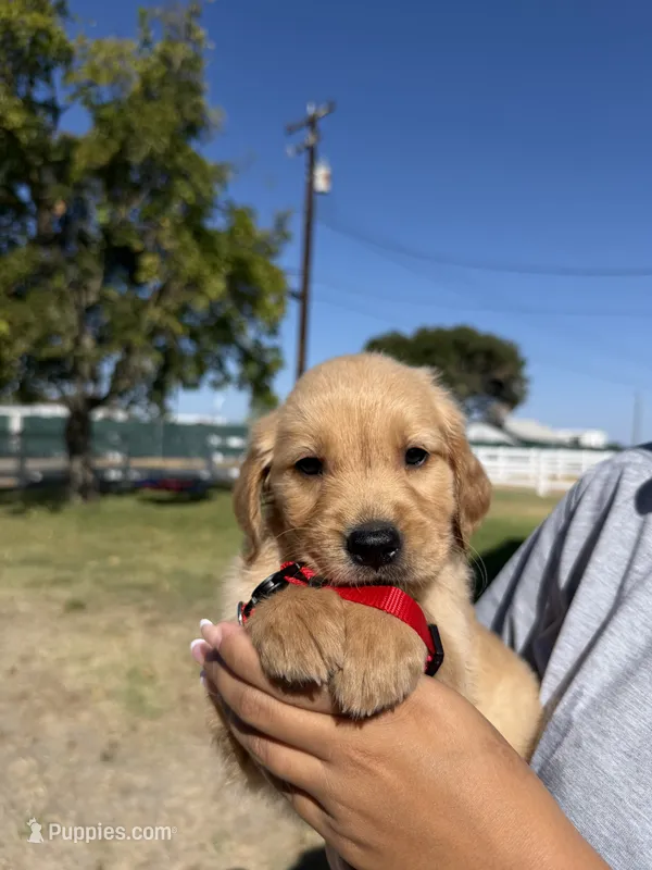 Red – Golden Retriever puppy for sale in Galt, CA