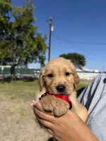 Red, a male Golden Retriever for sale in Galt, CA – 1 of 1
