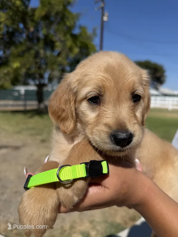Neon Green – Golden Retriever puppy for sale in Galt, CA