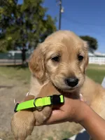 Neon Green, a female Golden Retriever for sale in Galt, CA – 1 of 1