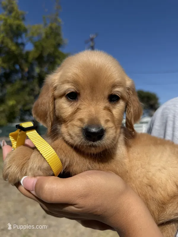 Yellow – Golden Retriever puppy for sale in Galt, CA