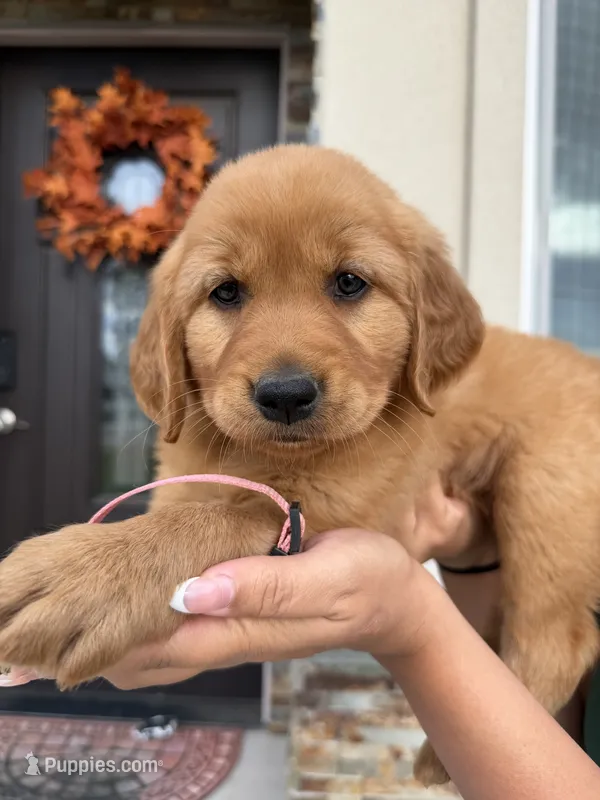 Pink – Golden Retriever puppy for sale in Galt, CA