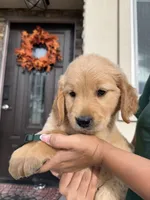 Dark Green, a male Golden Retriever for sale in Galt, CA – 3 of 3